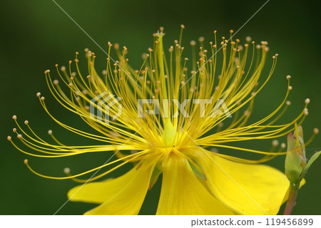 Long stamen flowers like gold thread Long stamen flowers like gold thread 119456899