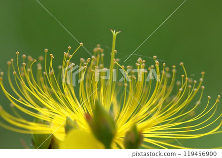 Long stamen flowers like gold thread Long stamen flowers like gold thread 119456900