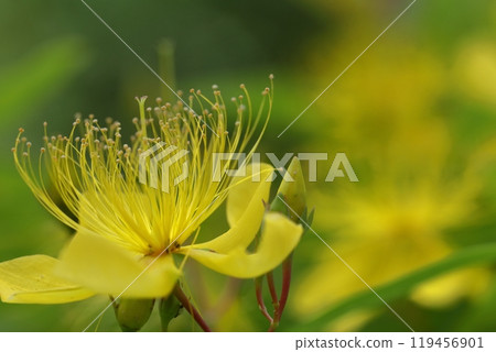 Long stamen flowers like gold thread 119456901