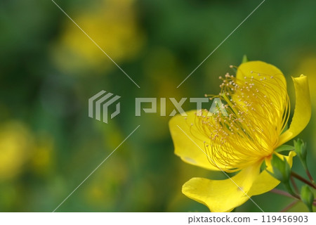 Long stamen flowers like gold thread Long stamen flowers like gold thread 119456903