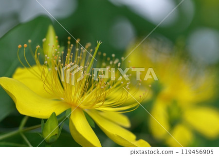 Long stamen flowers like gold thread Long stamen flowers like gold thread 119456905