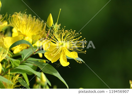 Long stamen flowers like gold thread Long stamen flowers like gold thread 119456907