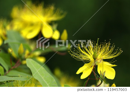 Long stamen flowers like gold thread Long stamen flowers like gold thread 119457003