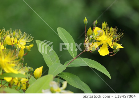 Long stamen flowers like gold thread Long stamen flowers like gold thread 119457004