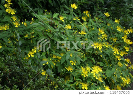 Long stamen flowers like gold thread Long stamen flowers like gold thread 119457005