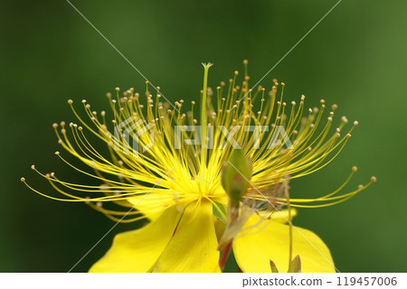Long stamen flowers like gold thread Long stamen flowers like gold thread 119457006
