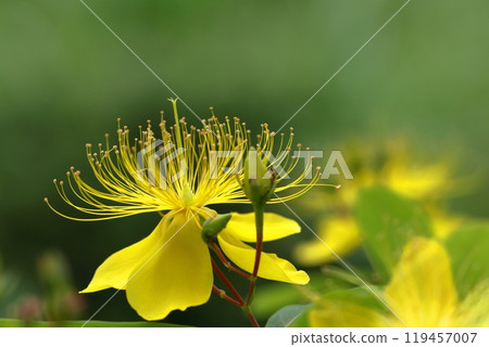 Long stamen flowers like gold thread Long stamen flowers like gold thread 119457007