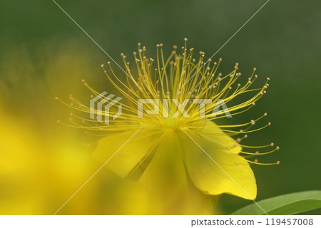 Long stamen flowers like gold thread Long stamen flowers like gold thread 119457008