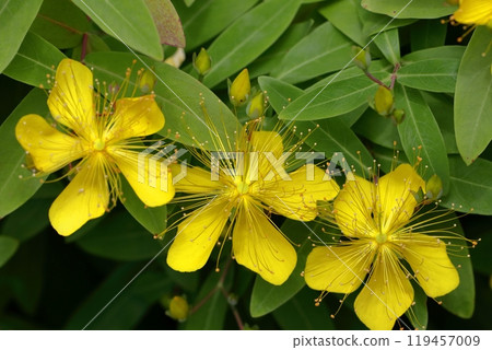 Long stamen flowers like gold thread Long stamen flowers like gold thread 119457009