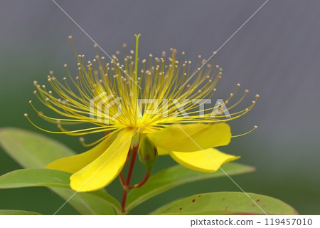 Long stamen flowers like gold thread Long stamen flowers like gold thread 119457010