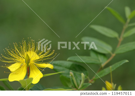 Long stamen flowers like gold thread Long stamen flowers like gold thread 119457011