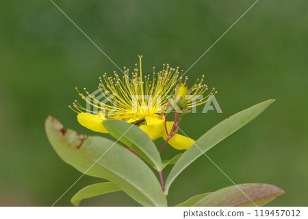 Long stamen flowers like gold thread Long stamen flowers like gold thread 119457012