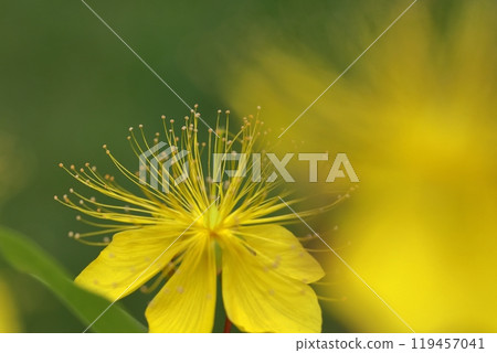 Long stamen flowers like gold thread Long stamen flowers like gold thread 119457041