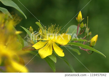 Long stamen flowers like gold thread Long stamen flowers like gold thread 119457042