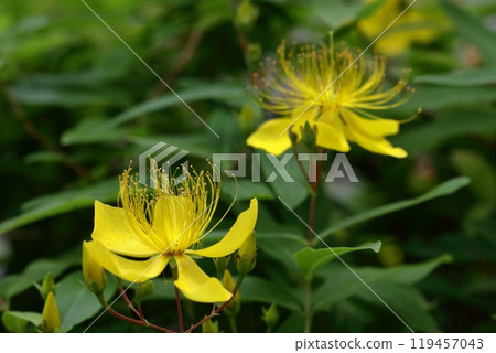 Long stamen flowers like gold thread Long stamen flowers like gold thread 119457043