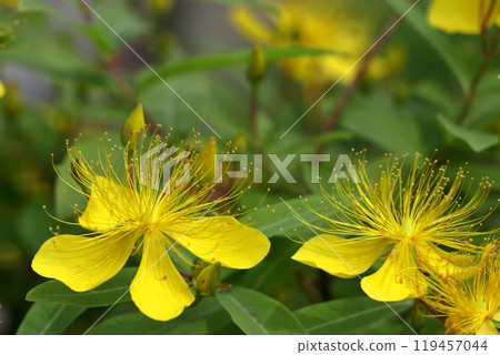Long stamen flowers like gold thread Long stamen flowers like gold thread 119457044