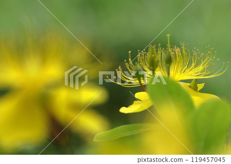 Long stamen flowers like gold thread 119457045