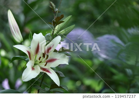 象徵貞潔的花 象徵貞潔的花 119457237