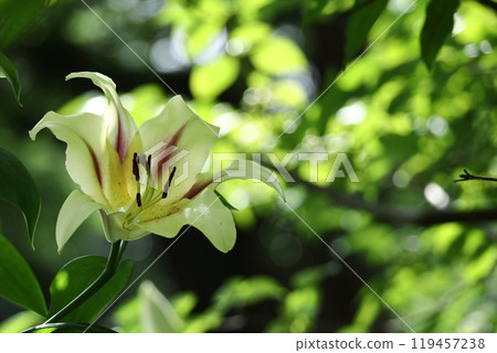 A flower that symbolizes chastity 119457238