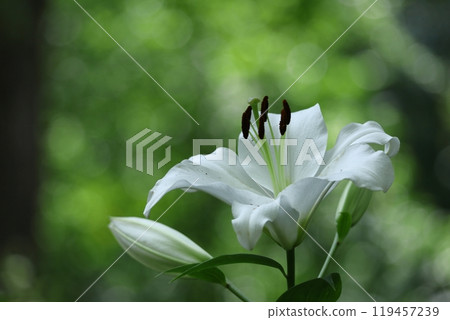 A flower that symbolizes chastity A flower that symbolizes chastity 119457239