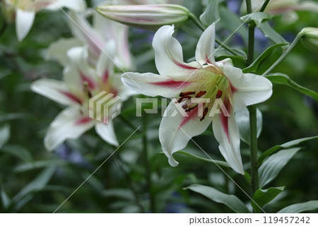 象徵貞潔的花 119457242