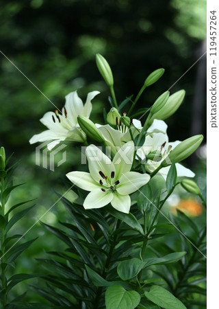 A flower that symbolizes chastity 119457264