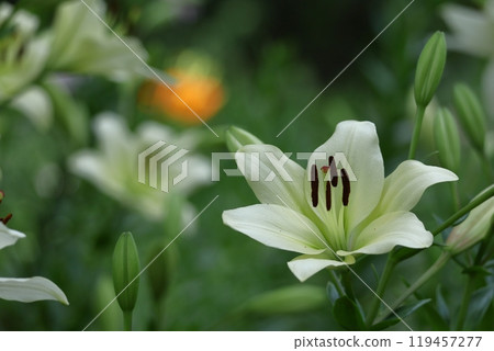 A flower that symbolizes chastity A flower that symbolizes chastity 119457277