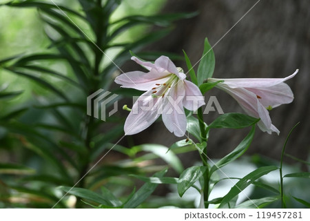 象徵貞潔的花 119457281