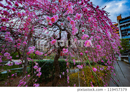Kameido Tenjin plum Festival 119457379