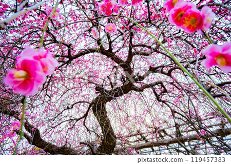 Kameido Tenjin plum Festival 119457383