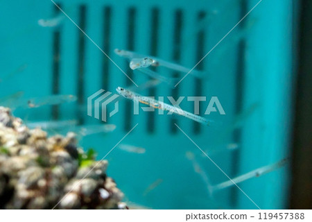 白色羊毛 白色羊毛 119457388