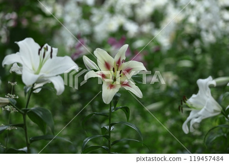 A flower that symbolizes chastity A flower that symbolizes chastity 119457484