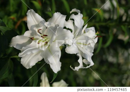 A flower that symbolizes chastity 119457485