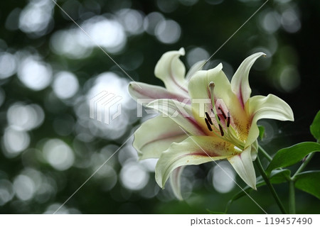 A flower that symbolizes chastity 119457490