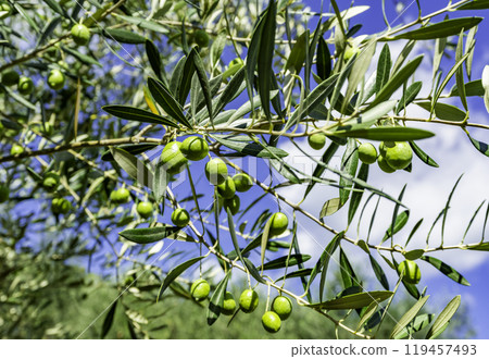 小豆島橄欖公園 橄欖果 使命物種 香川縣小豆島町 119457493