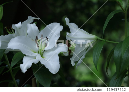 象徵貞潔的花 119457512