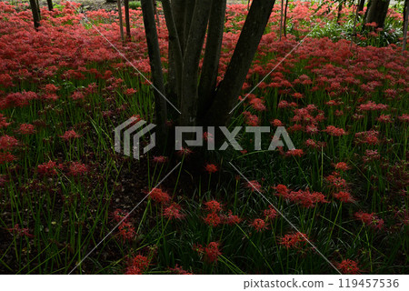 Red spider lilies in the forest of relaxation Red spider lilies in the forest of relaxation 119457536