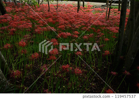 Red spider lilies in the forest of relaxation Red spider lilies in the forest of relaxation 119457537