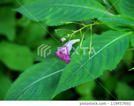 吊船草（漁船草、吊船草） 119457692