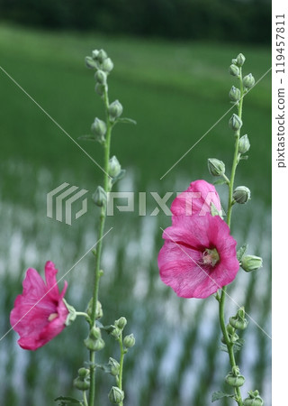 Noble and dignified flowers 119457811