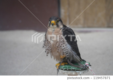 Ranner Falcon 119457871