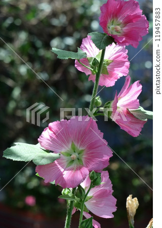 高貴端莊的花朵 119457883