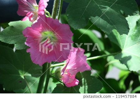 高貴端莊的花朵 119457884