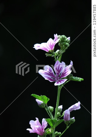 Noble and dignified flowers Noble and dignified flowers 119457885