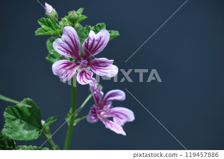 Noble and dignified flowers 119457886