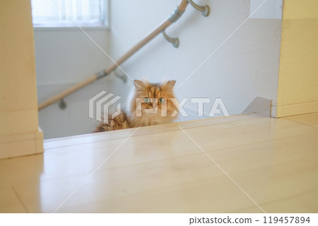 貓咪從家裡的樓梯往上看 貓咪從家裡的樓梯往上看 119457894