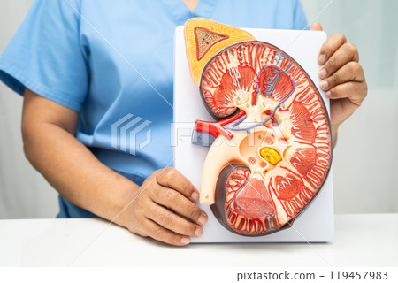 Kidney disease, Chronic kidney disease ckd, Doctor hold human model to treat and study in hospital. Kidney disease, Chronic kidney disease ckd, Doctor hold human model to treat and study in hospital. 119457983