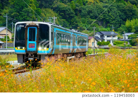 2000系列柴油列車與秋櫻花一起行駛 - 足折特快 119458003