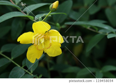 Golden plum-like flowers Golden plum-like flowers 119458034
