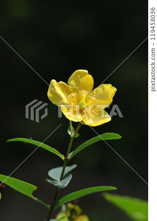 金黃色的梅花 金黃色的梅花 119458036